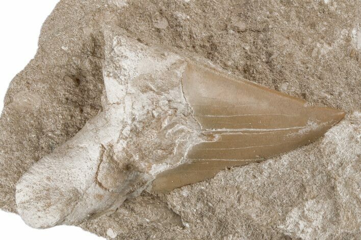 Otodus Shark Tooth Fossil in Rock - Eocene #215622